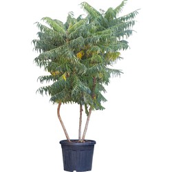 2 stuks! Fluweelboom meerstammig Rhus Typhina 187,5 cm