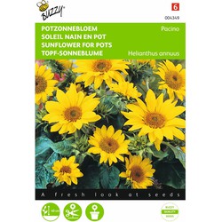 2 stuks - Helianthus Annuus Pacino, Lage Potzonnebloem