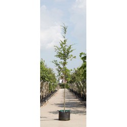 Groenbladige beuk Fagus sylvatica h 350 cm st. omtrek 12 cm