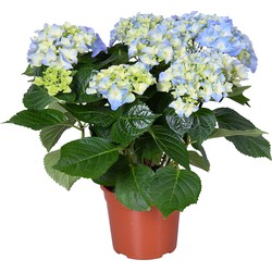 Hydrangea macrophylla 'Early Blue'– Hortensia – Heester - Winterhard - ⌀14 cm - ↕30-40 cm