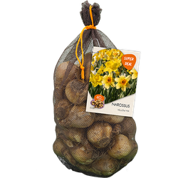 Narcissus Yellow mix per 40 bloembollen