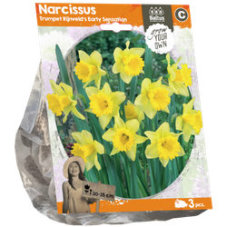 Narcissus Trumpet Rijnveld's Early Sensation per 3 bloembollen