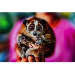 Glasschilderij Slow Loris 80x120cm