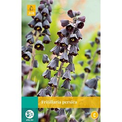 3 stuks - Fritillaria persica 1 bollen