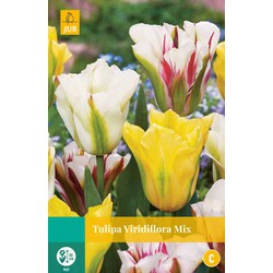 Tulipa viridiflora Mix