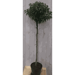 Prunus Angustifolia stam 120 cm diameter 40 cm hoogte 180 cm