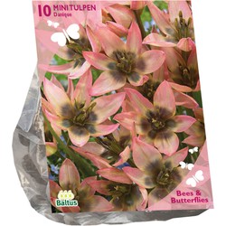 Bollen Tulipa Danique 10 stuks