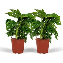 Hello Plants Monstera Monkey Leaf Gatenplant - 2 Stuks - Ø 12 cm - Hoogte: 30 cm - Kamerplant