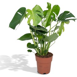 Hello Plants Monstera Deliciosa Gatenplant - Ø 19 cm - Hoogte: 60 cm - Kamerplant