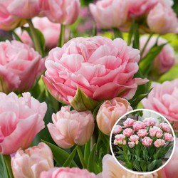 Tulipa 'Dreamer' - Tulpenbollen - Set van 20 - Bloembollen