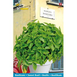 3 stuks - Basilico bascuro