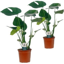Monstera Deliciosa - Set van 2 - Gatenplant - Pot 14cm - Hoogte 45-55cm