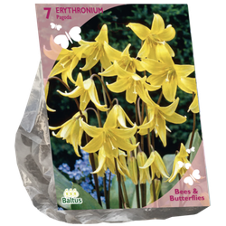 Bees & Butterflies Erythronium per 7 bloembollen