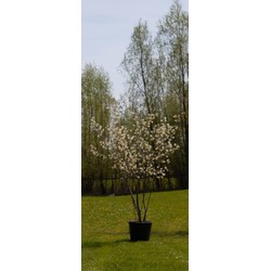 Krentenboom meerstammig Amelanchier lamarckii h 187,5 cm