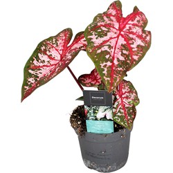 Caladium Carolyn Whorton - Tropische kamerplant - Pot 13cm - Hoogte 25-40cm