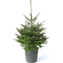 Plant&More - Kerstboom -Abies-60/70 cm