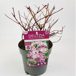 Hello Plants Deutzia Raspberry Sundae Bruidsbloem - Struik, Sierheester - Ø 19 cm - Hoogte: 30 cm