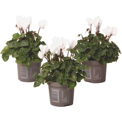 Cyclamen persicum 'Metis White' - Set van 3 - Pot 9cm - Hoogte 10-20cm