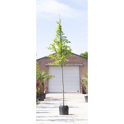 Winterlinde Tilia cor. Greenspire h 550 cm st. omtrek 19 cm