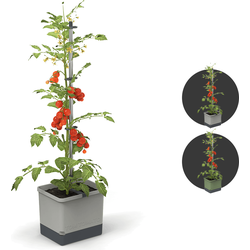 Gusta Garden - Tom Tomato - Tomaten Planten - Tomaten Plantenbak met Watertank - Kweekbak - Kweektafel - Lichgrijs