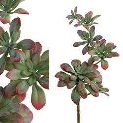 PTMD Succulent Green/Red Hanging