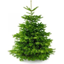 Plant&More - Nordmann Kerstboom - Zonder Kluit - Echte Kerstboom - 180-210 cm