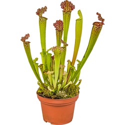 Floraya - Vleesetende plant - Sarracenia per stuk - ⌀6 cm - ↕15 cm