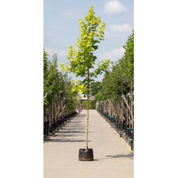 Geeldbladige Noorse esdoorn Acer pl. Princeton Gold h 350 cm st. omtrek 12 cm - Warentuin Natuurlijk