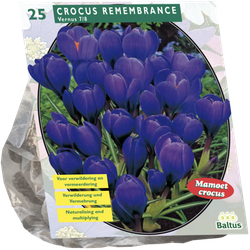 Crocus Grootbloemig Blauw per 25 bloembollen