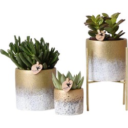 Kolibri Greens | Planten set - succulenten mix - in Flame gold sierpotten + houten plantenverhoging - potmaten 6cm & 9cm