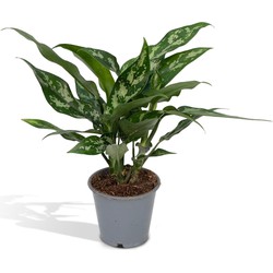 Hello Plants Aglaonema Maria Chinese Evergreen - Ø 12 cm - Hoogte: 30 cm