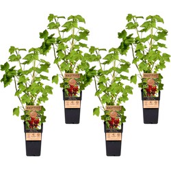 Ribes rubrum - Aalbes - Set van 4 - Rode bessen - ⌀15cm - Hoogte 50-60cm