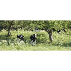 Koeien 130x50cm Tuinschilderij