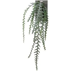 Cactus epiphyllum l90 groen header