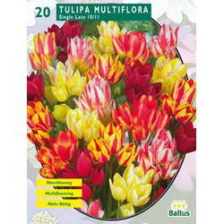 2 stuks - Tulipa Multiflora per 20