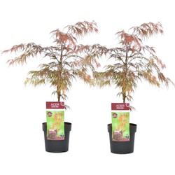 Acer palmatum 'Garnet' - Set van 2 - Esdoorn - Pot 19cm - Hoogte 60-70cm