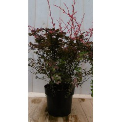 Berberis rood 70 cm