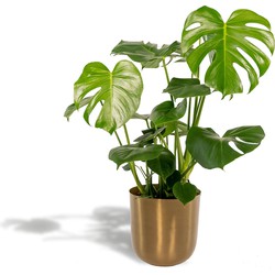 Hello Plants Monstera Deliciosa Gatenplant in Pot Mayk Gold - Ø 21 cm - Hoogte: 80 cm - Kamerplant