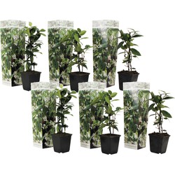 Toscaanse Jasmijn - Set van 6 - Tuinplanten - Wit - Pot 9cm - Hoogte 25-40cm