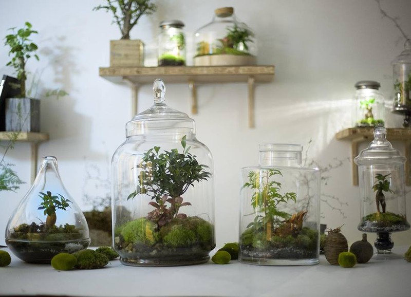 Interieurtrend: planten terrarium