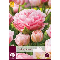 Tulipa Dreamer, 3 bloembollen