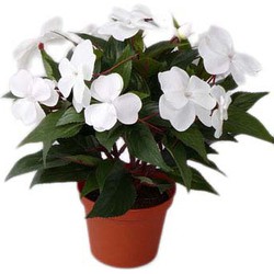 Kunstplant witte Vlijtig Liesje heester van 25 cm - Kunstplanten