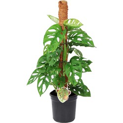Monstera Monkey Mask - Mosstok - Rimpelgatenplant - Pot 16cm - Hoogte 60-70cm