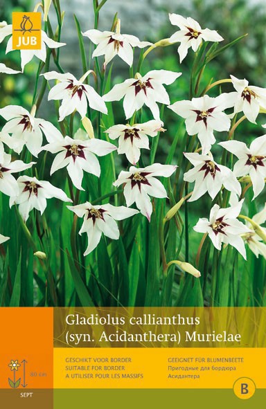2 stuks - 15 Gladiolus Callianthus Murielae - JUB - 