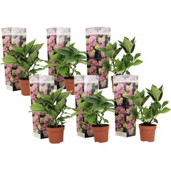 Hydrangea macrophylla - Roze - Set van 6 - Hortensia - Pot 9cm - Hoogte 25-40cm