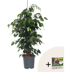 Treurvijg - Ficus benjamina 'Danielle' - Hoogte 100-110cm - ⌀21cm