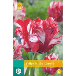 3 stuks - Tulipa Estella Rijnveld 5 bollen