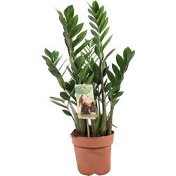 Zamioculcas Zamiifolia - ZZ-plant - Kamerplant - Pot 17cm - Hoogte 55-65cm