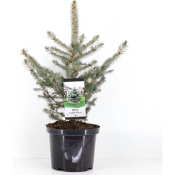 Picea pungens glauca 40-50 cm