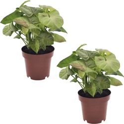 Syngonium Milk Confetti - Set van 2 - Pot 12cm - Hoogte 20-30cm